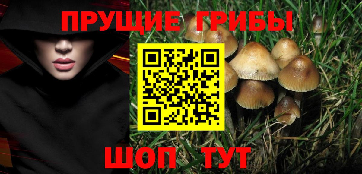 Верхняя Пышма  Псилоцибиновые грибы Psilocybe  Псилоцибиновые грибы прущие грибы  Вход с VPN 